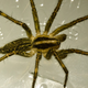 Illustration for article titled Shooting Challenge: Bugs Gallery (Part 4)